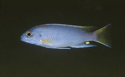 Pseudotropheus sp. 'acei' Msuli Point